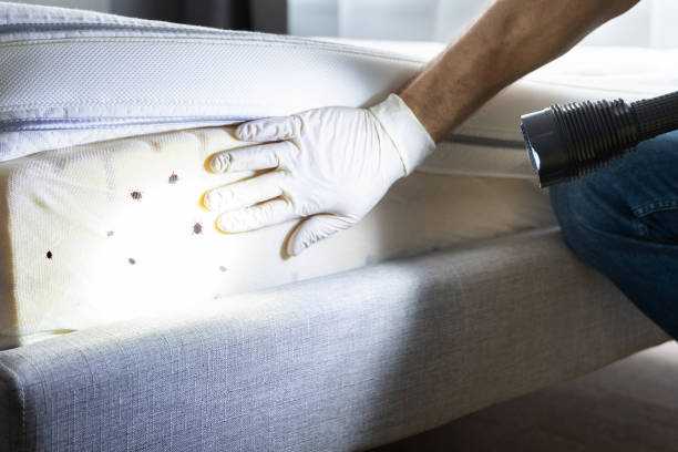 Best Pest Inspection Near Me  in University Park, NM